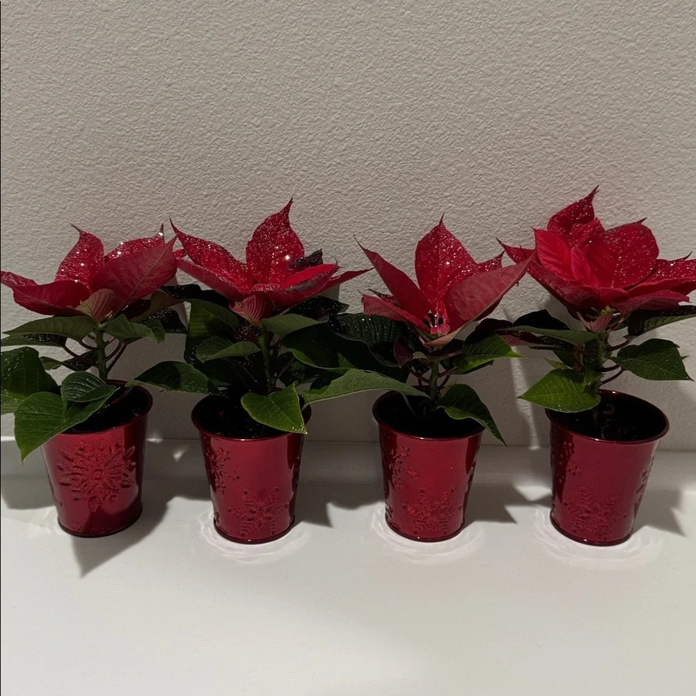 6 Mini Holiday Plant Pot